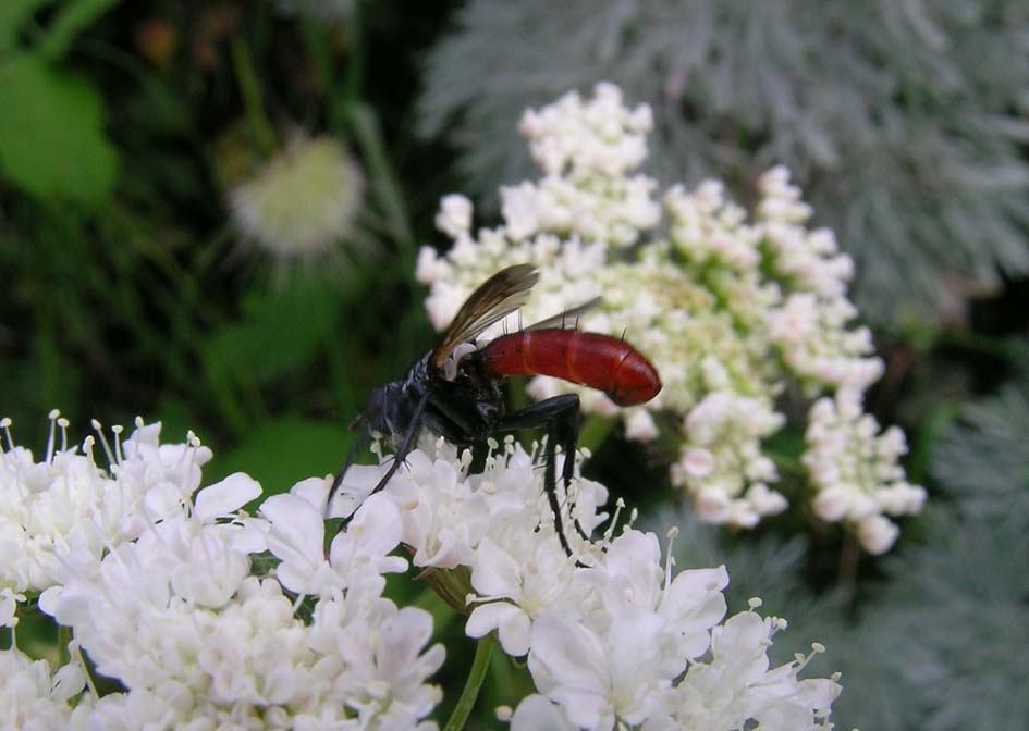 Cylindromyia bicolor (Tachinidae)